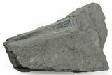 Fossil Belemnite (Youngibelus) Rostrum - Germany #354197-1